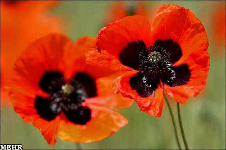 دشت شقایق ملارد