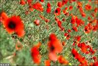 دشت شقایق ملارد