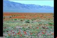 دشت شقایق ملارد