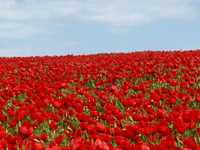 دشت شقایق ملارد