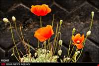 دشت شقایق ملارد