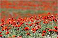 دشت شقایق ملارد