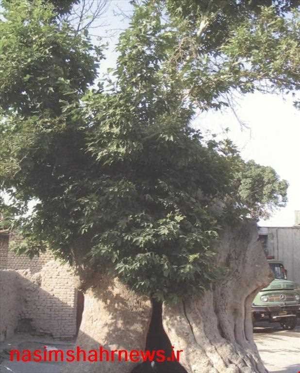 Old  Tree Of vajhabaad