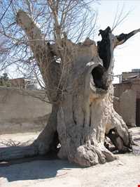 Old  Tree Of vajhabaad