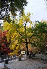 روستای ورده