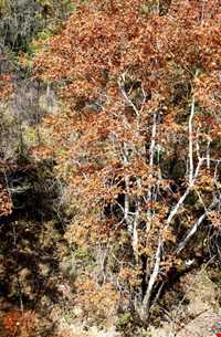 روستای ورده