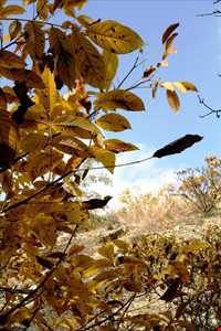 روستای ورده