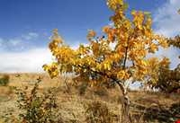 روستای ورده