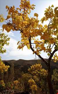 روستای ورده