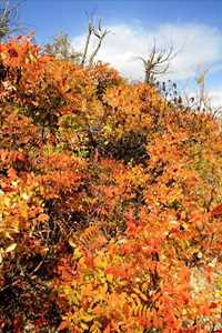 روستای ورده