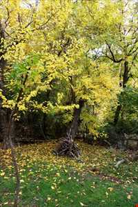 روستای ورده