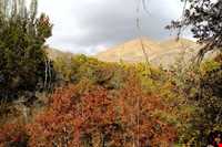 روستای ورده