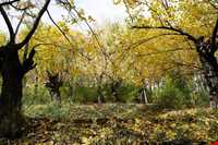 روستای ورده