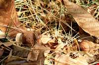 روستای ورده