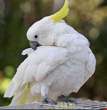 نمایشگاه پرندگان چهار باغ