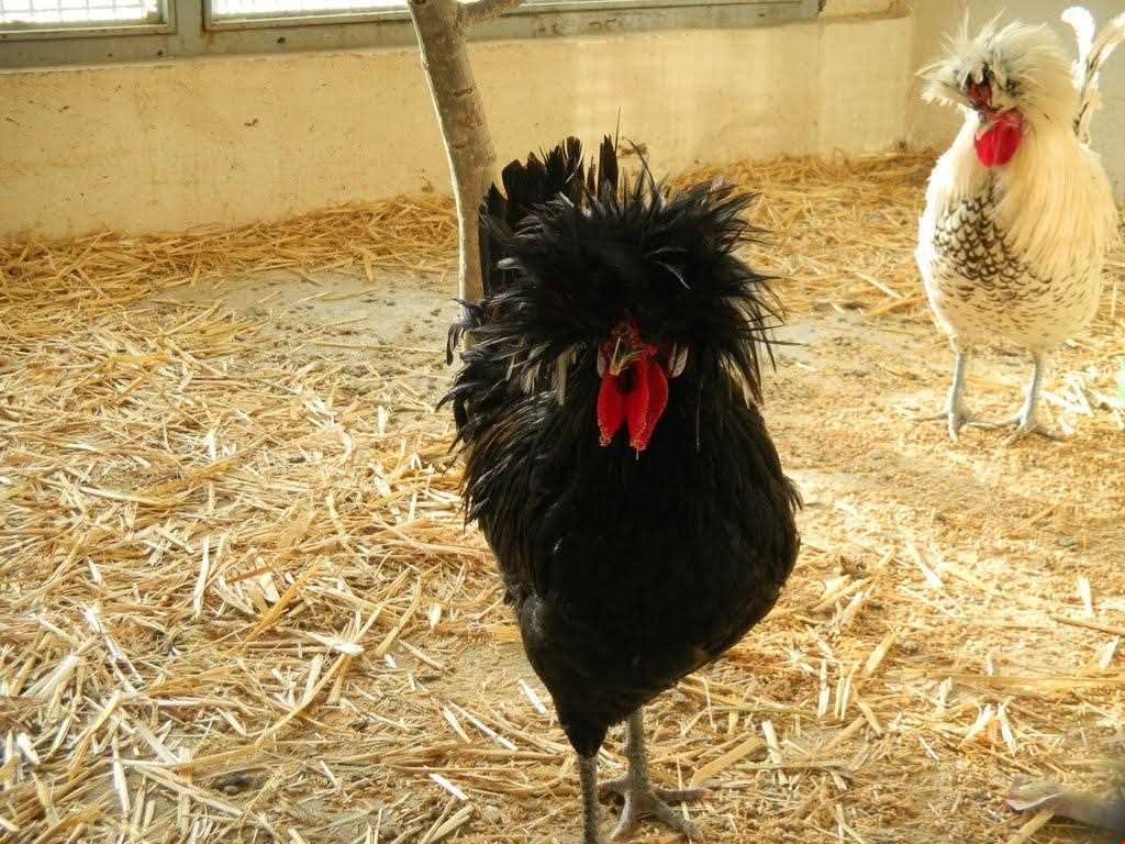 نمایشگاه پرندگان چهار باغ