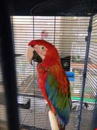 نمایشگاه پرندگان چهار باغ