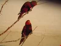 نمایشگاه پرندگان چهار باغ