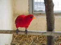 نمایشگاه پرندگان چهار باغ