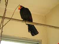 نمایشگاه پرندگان چهار باغ