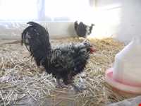 نمایشگاه پرندگان چهار باغ