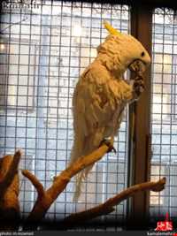 نمایشگاه پرندگان چهار باغ