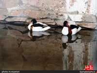 نمایشگاه پرندگان چهار باغ