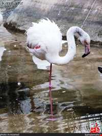 نمایشگاه پرندگان چهار باغ