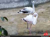 نمایشگاه پرندگان چهار باغ