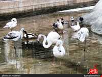 نمایشگاه پرندگان چهار باغ