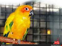 نمایشگاه پرندگان چهار باغ