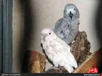 نمایشگاه پرندگان چهار باغ