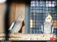 نمایشگاه پرندگان چهار باغ