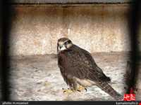 نمایشگاه پرندگان چهار باغ