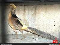 نمایشگاه پرندگان چهار باغ