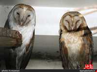 نمایشگاه پرندگان چهار باغ