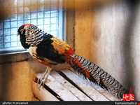 نمایشگاه پرندگان چهار باغ