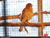 نمایشگاه پرندگان چهار باغ