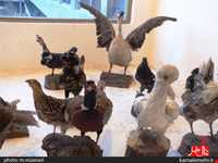 نمایشگاه پرندگان چهار باغ