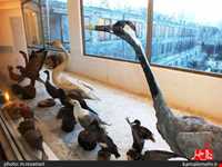 نمایشگاه پرندگان چهار باغ