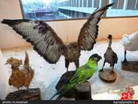 نمایشگاه پرندگان چهار باغ