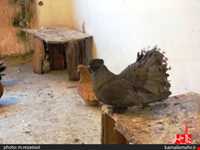 نمایشگاه پرندگان چهار باغ