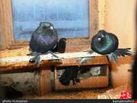 نمایشگاه پرندگان چهار باغ