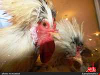 نمایشگاه پرندگان چهار باغ