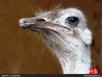 نمایشگاه پرندگان چهار باغ