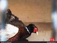 نمایشگاه پرندگان چهار باغ