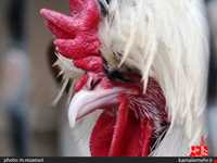 نمایشگاه پرندگان چهار باغ