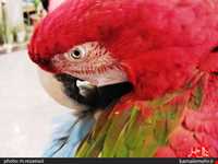 نمایشگاه پرندگان چهار باغ