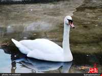 نمایشگاه پرندگان چهار باغ