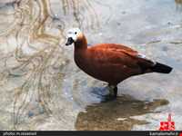 نمایشگاه پرندگان چهار باغ